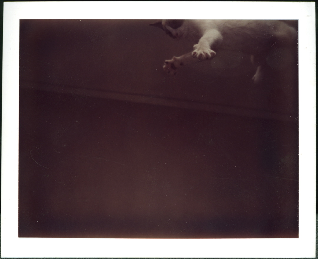 flyingcat